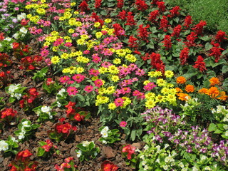色とりどりの花々が美しく咲き乱れる春の花壇