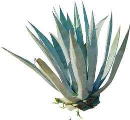Fototapeta Isolated cutout PNG of an American aloe on a transparent background obraz