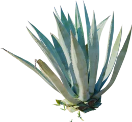 Photo sur Plexiglas Cactus Isolated cutout PNG of an American aloe on a transparent background