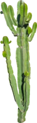 Abwaschbare Fototapete Isolated cutout PNG of a cactus on a transparent background © NomadPhotoReference