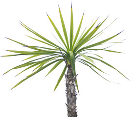 Isolated cutout PNG of a small desertic tree on a transparent background