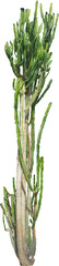 Isolated cutout PNG of a cactus on a transparent background