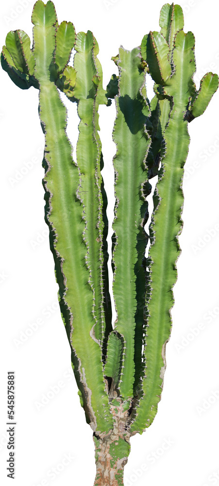 Poster isolated cutout png of a cactus on a transparent background