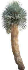 Papier Peint photo Cactus Isolated cutout PNG of a cactus on a transparent background