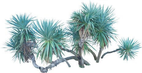 Isolated cutout PNG of a cactus on a transparent background © NomadPhotoReference