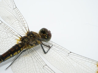 コノシメトンボの頭部