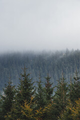 Untouched coniferous forest shrouded in morning fog and clouds in Beskydy mountains, Czech republic. Autumn colours in October and November