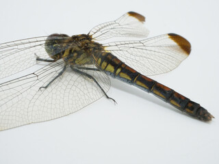 コノシメトンボのメス