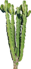 Geïsoleerde uitsparing PNG van een cactus op een transparante achtergrond