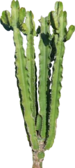 Foto op Canvas Geïsoleerde uitsparing PNG van een cactus op een transparante achtergrond © NomadPhotoReference