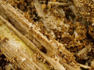 朽ち木を割ると中にいる白アリ