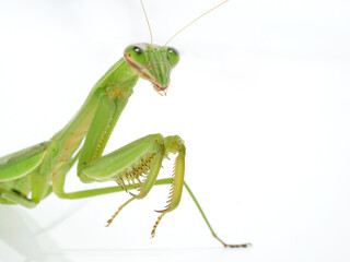斜めから見たオオカマキリ