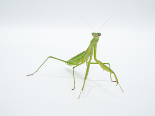 鎌を地面につけて移動中のオオカマキリ