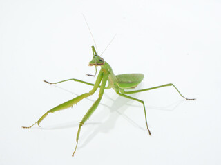 脚を開いて立つオオカマキリ