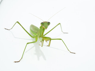 大型のカマキリ、オオカマキリ