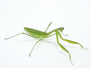 オオカマキリの成虫