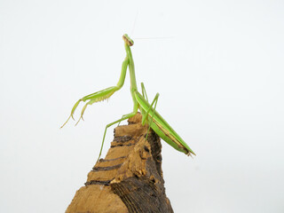 足場を探して上を見るオオカマキリ