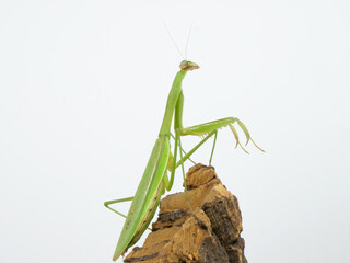 遠くを見つめるオオカマキリ