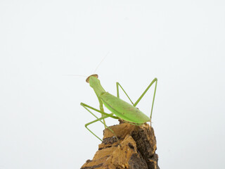 オオカマキリの後ろ姿