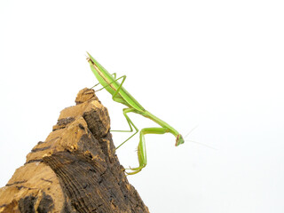 降りようとしているオオカマキリ