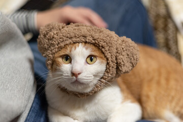 ニットをかぶる猫　茶トラ白