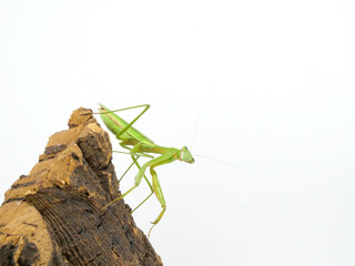 木の壁を下るオオカマキリ【コピースペース】