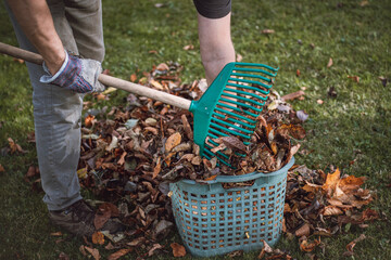 Autumn work in the garden. Raking colourful leaves from fruit trees that have fallen on the grass....