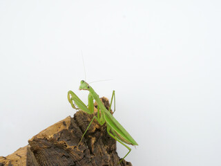 木の足場を登ってきたオオカマキリ