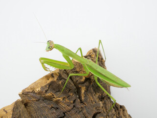 日本の大型カマキリ、オオカマキリ