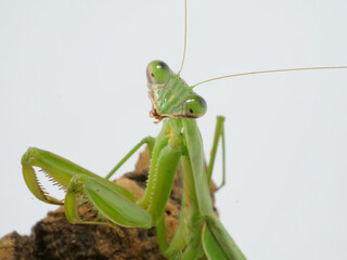 首をかしげるオオカマキリ