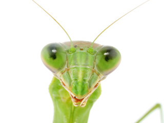 正面から見たオオカマキリの顔のアップ