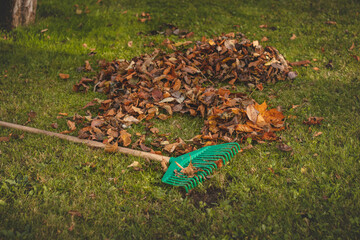 Autumn work in the garden. Raking colourful leaves from fruit trees that have fallen on the grass. October, November work. Cleaning up the garden before winter