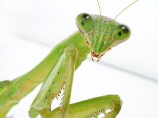こちらを見ているように見えるオオカマキリの偽瞳孔