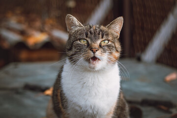 Angry expression of a house cat sitting on the table and doing a meow at his owner. A million pet expressions. cat emotions