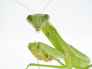 緑色の体をしたオオカマキリ