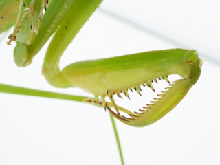 細かいギザギザが並ぶオオカマキリの鎌