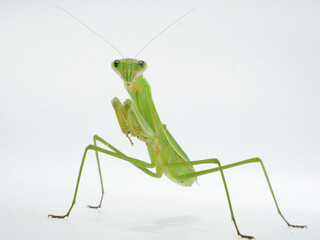 鎌のような前脚を構えるオオカマキリ