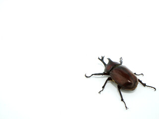 1匹のカブトムシ【コピースペース】