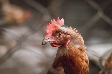 Astonished expression of a homely orange hen asking where your food is. The funny face of a flightless bird. Gallus gallus domesticus