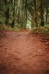 path in the forest