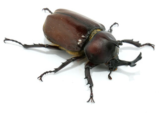 立派な角のついたオスのカブトムシ