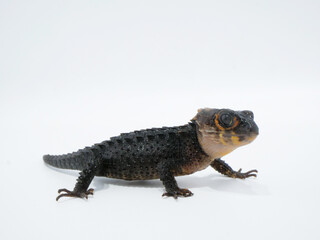 黒い体のアカメカブトトカゲ