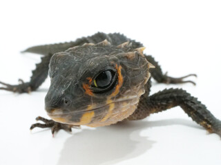 可愛らしい目をしたアカメカブトトカゲ