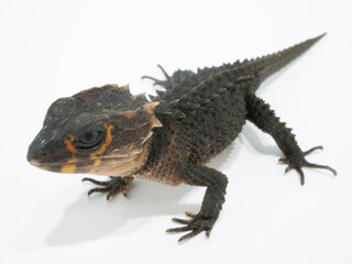 1匹のアカメカブトトカゲ【白背景】