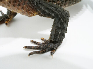 アカメカブトトカゲの前脚