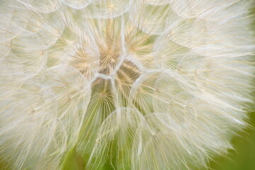 fluffy dandelion flower blossomed in summer. The photo was taken close-up. macro photography
