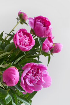 Heads of pink blooming peonies