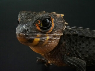 顔をこちらに向けたアカメカブトトカゲ