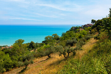 Fototapeta na wymiar Panoramic view of the beautiful rural landscape with groving Olive Trees on the Adriatic Sea Coast of Italy, Abruzzo. Summer.