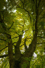 Baum mit grünen Blättern